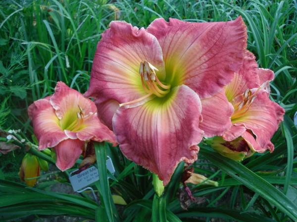 Great Mercies (2)